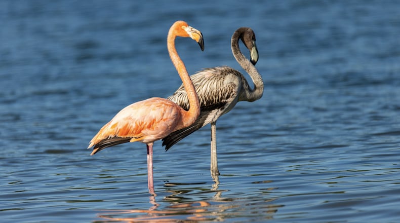 Two flamingos visited Caesar Creek State Park over the Labor Day holiday weekend. The tropical birds did not stay long and likely were blown off course by Hurricane Idalia, park officials say. AARON SHIRK/CONTRIBUTED/WCPO