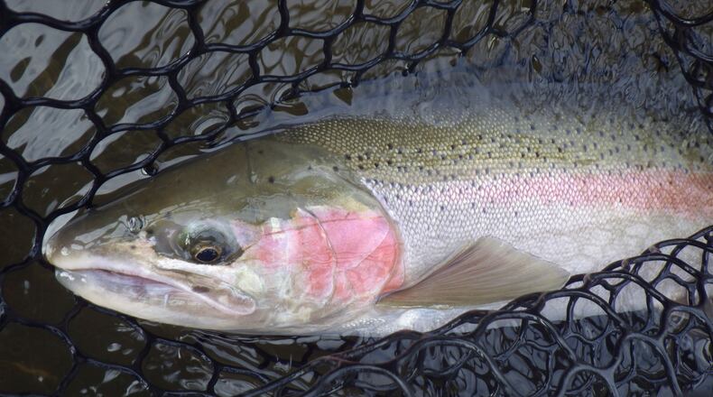 This time of year starts the annual run of migratory rainbow trout – steelhead – in the tributaries of Lake Erie.
