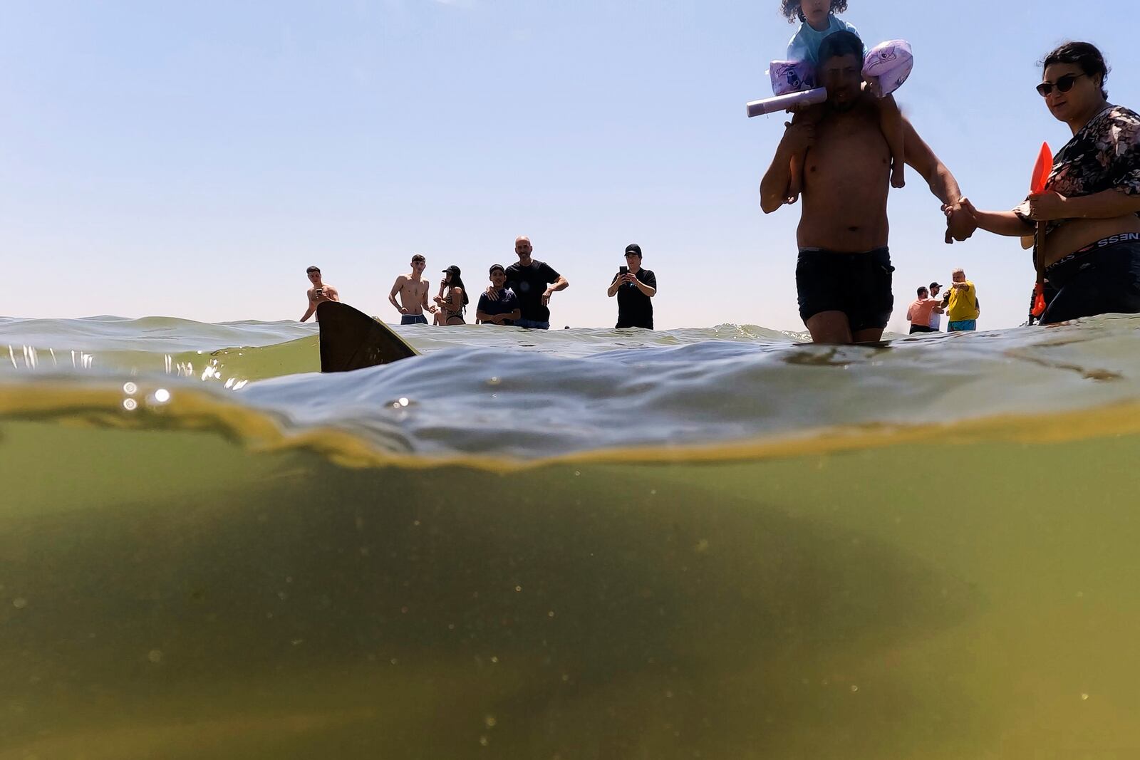 A shark swims past people in Mediterranean Sea in Hadera, Israel, Saturday, April 19, 2025. (AP Photo/Ariel Schalit)