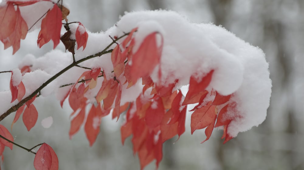 Snow showers blanketed Englewood MetroPark on Monday, Nov. 10, 2025. BRYANT BILLING/STAFF