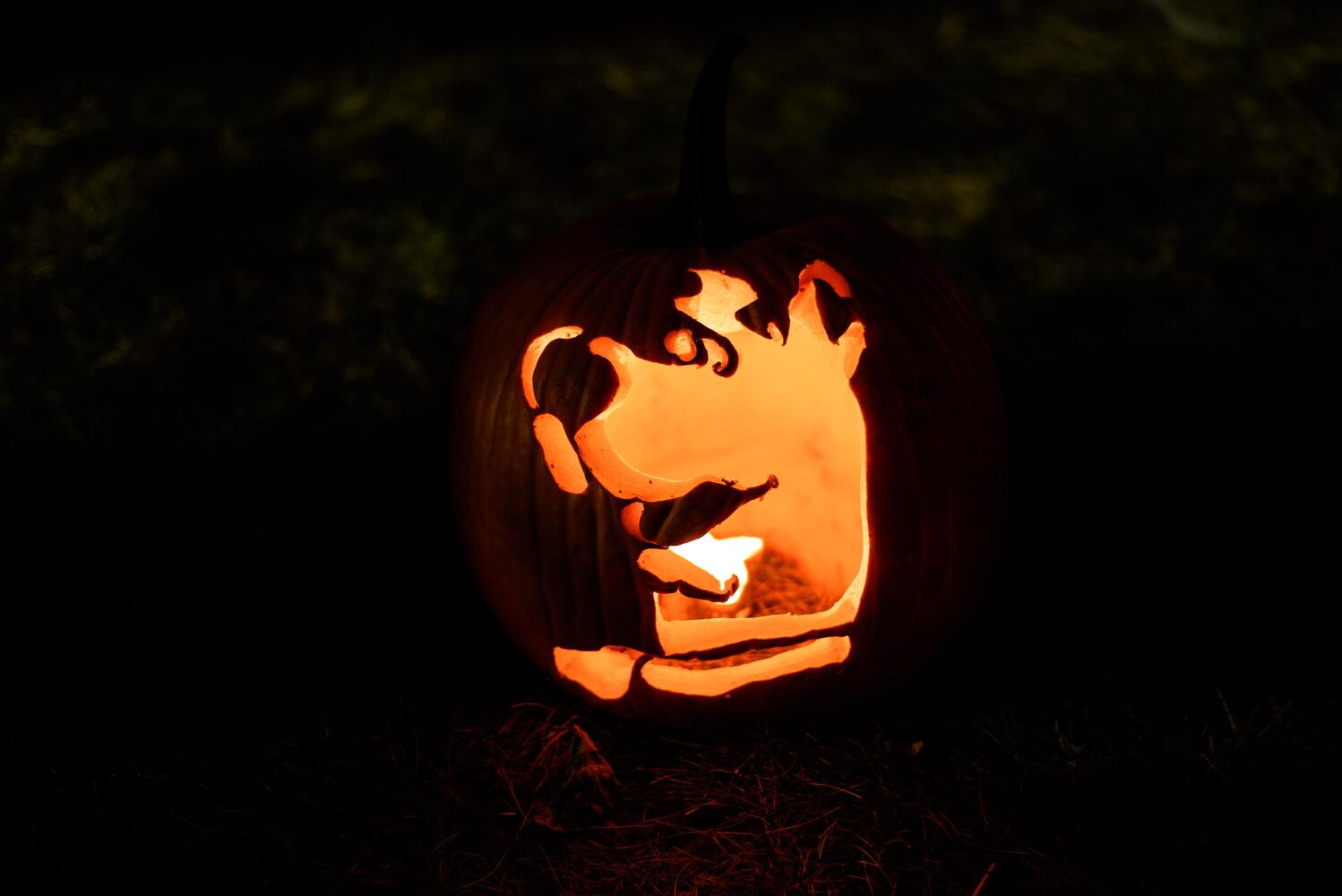 PHOTOS: The Stoddard Avenue Pumpkin Glow