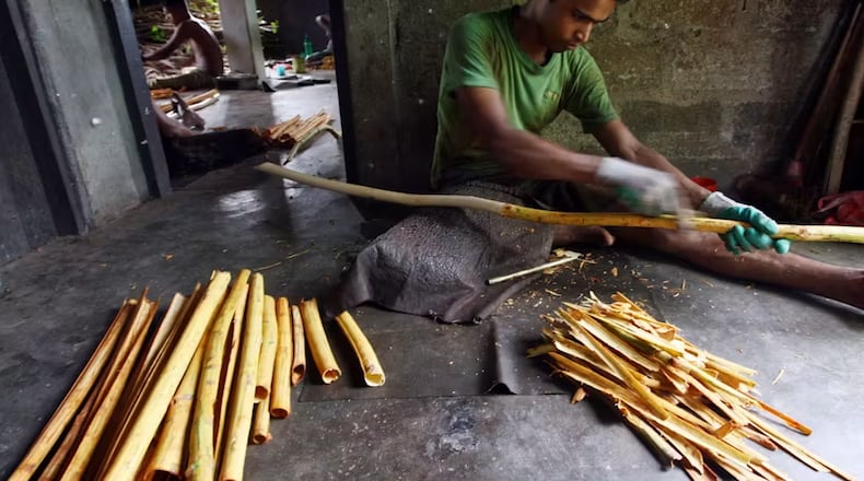 A Sri Lankan farmer peels freshly harvested cinnamon sticks. Sri Lanka is the world’s largest exporter of cinnamon, responsible for 80% of production. CREDIT: Buddhika Weerasinghe/Getty Images