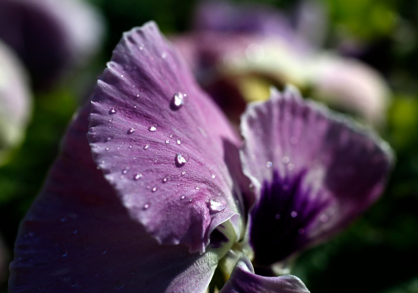 Spring flowers