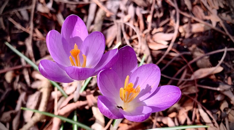 Spring flowers are popping up around the area Thursday Feb. 23, 2023 including the Wegerzyn Garden Metropark in Dayton. MARSHALL GORBY \STAFF