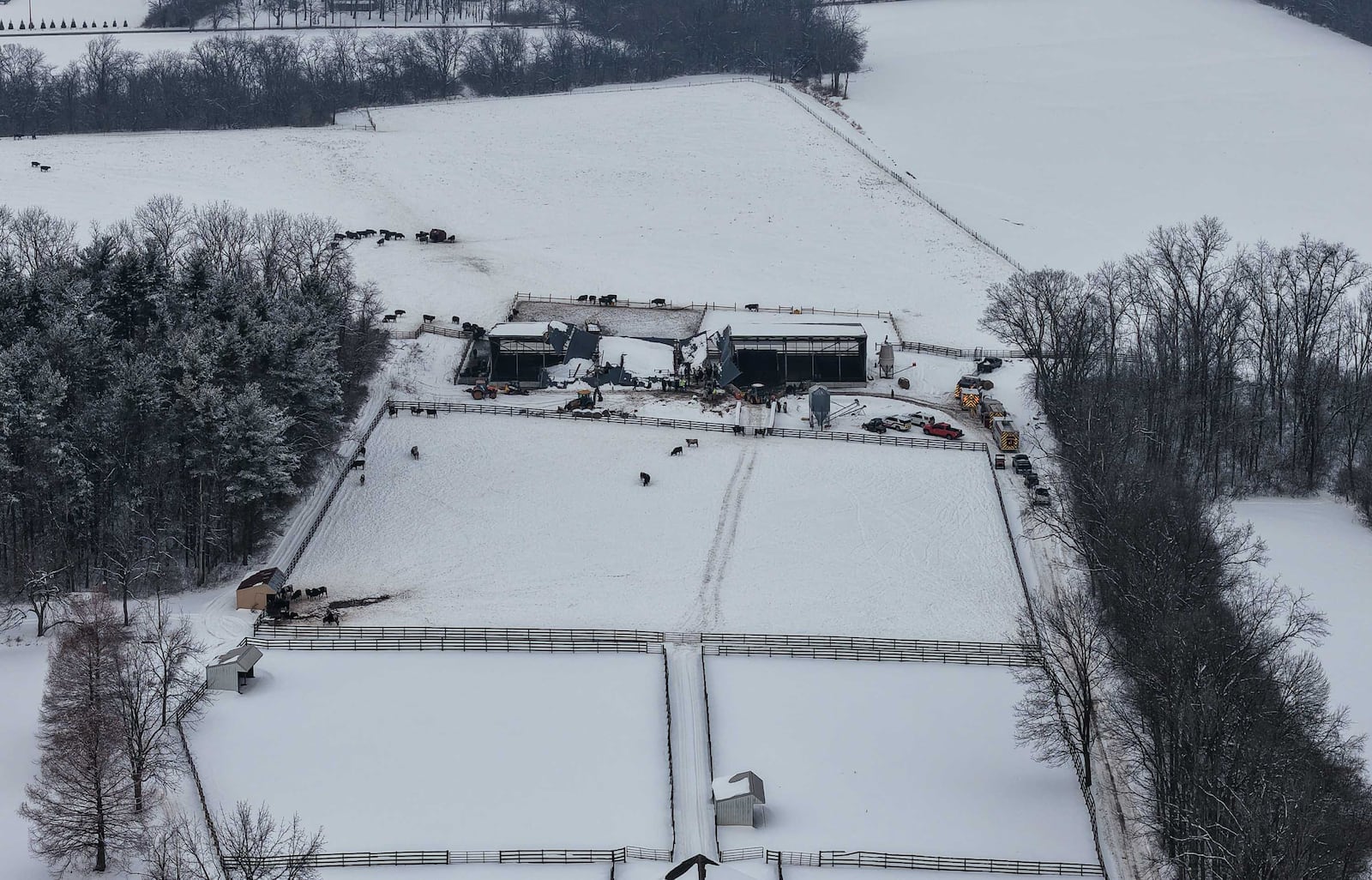 Between 30 to 40 cows were trapped after a barn collapse in Wayne Twp. on Feb. 3, 2026. NICK GRAHAM, STAFF