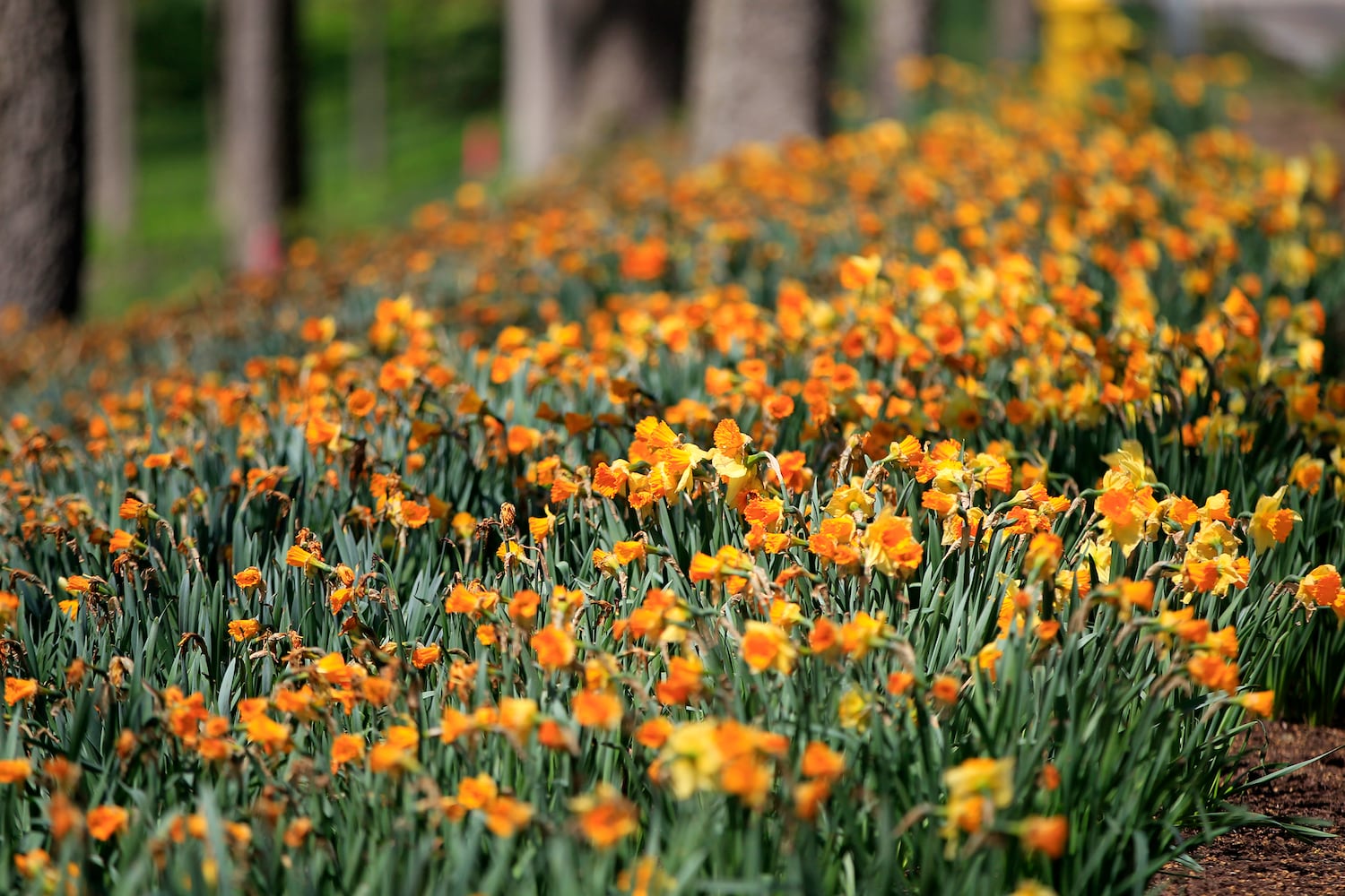 PHOTOS: Tens of thousands of daffodils on display in Oakwood