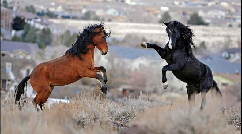 Two young wild horses in Reno, Nev. (Courtesy/The Reno Gazette-Journal via AP)