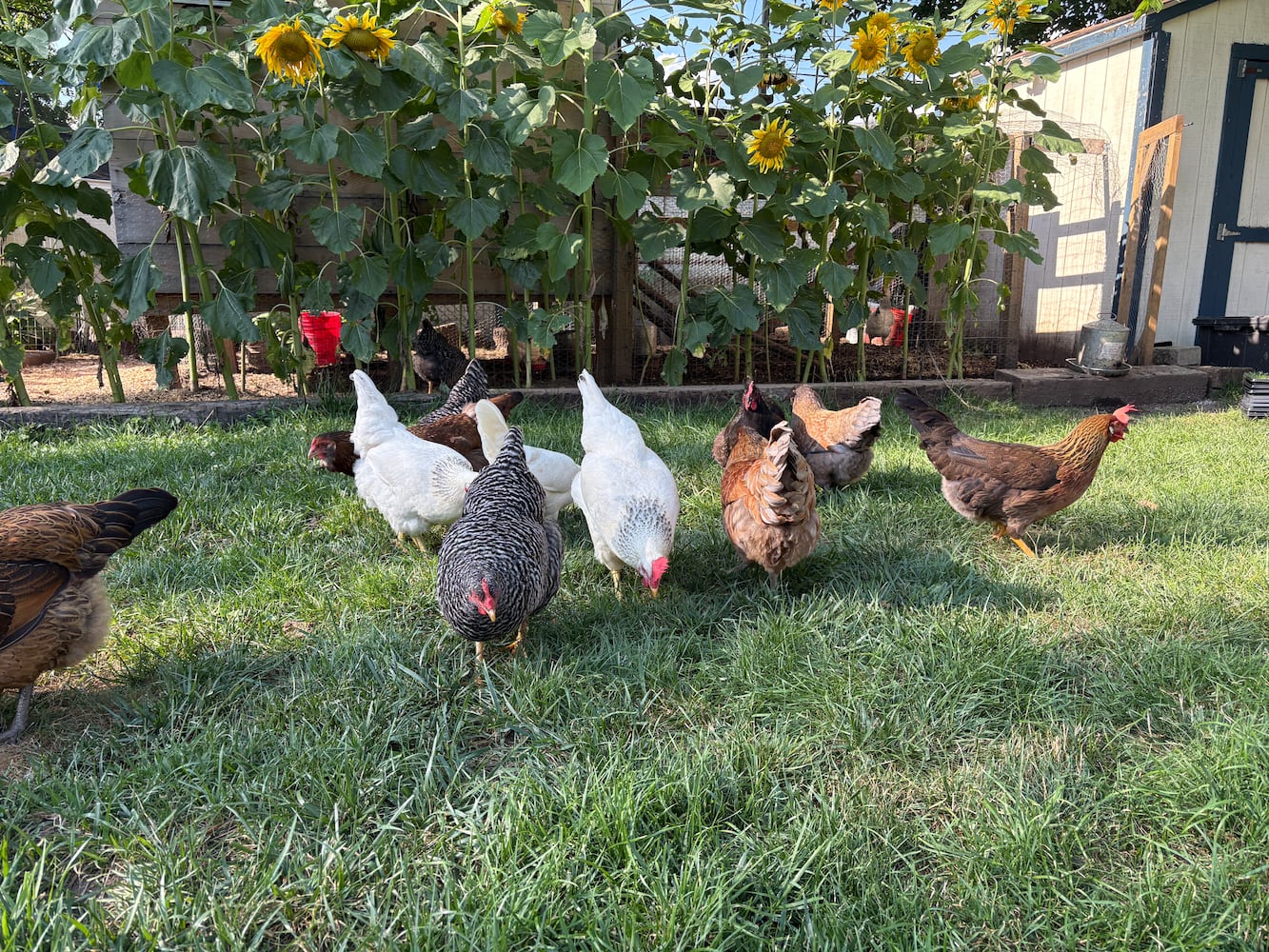 Combs chickens in Kettering