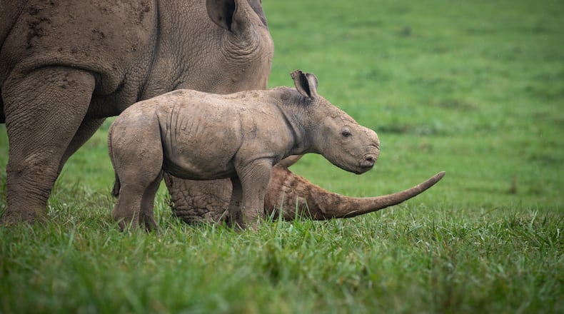 In the early morning hours of Oct. 5, a female southern white rhinoceros calf was born at The Wilds non-profit safari park and conservation center in Cumberland, Ohio, east of Columbus.