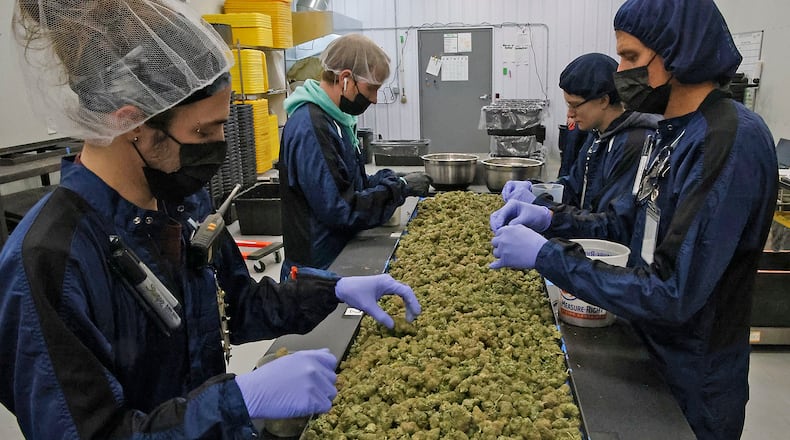 Pure Ohio Wellness employees process the cannibus that's grown in their cultivation at production facility in Clark County Monday, Dec. 4, 2023. BILL LACKEY/STAFF