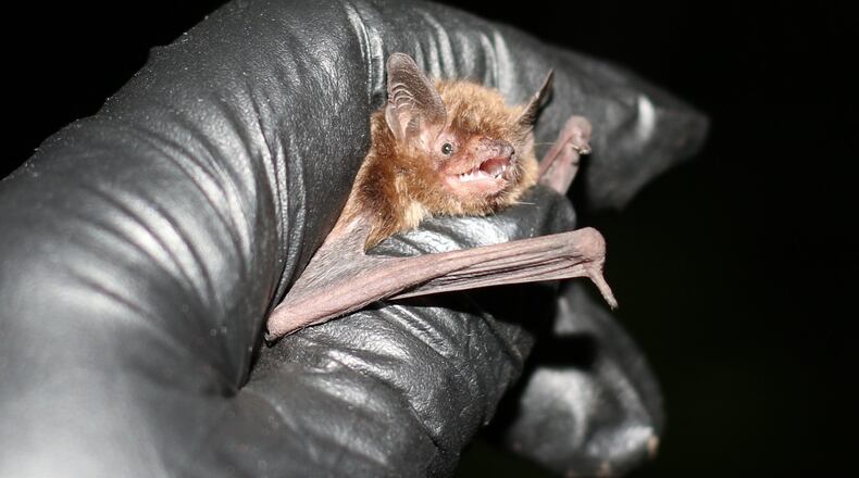 An Indiana bat, a species identified by the federal government as endangered, was one of several bats captured during a mist net survey at Wright-Patterson Air Force Base in June. Mist nets are lightweight, very difficult for the flying animals to see or detect and are used by biologists and others in bat research. Acoustic surveys for bats, like those currently being conducted on the base, are the follow-on method to determine size and distribution of bat populations. (U.S. Fish and Wildlife Service courtesy photo/Keith Lott)