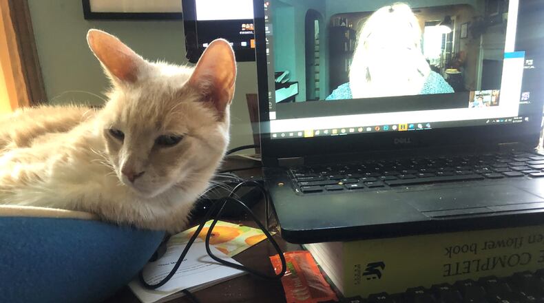 Amelia Robinson's cat Tigger has strong feelings about Zoom calls.