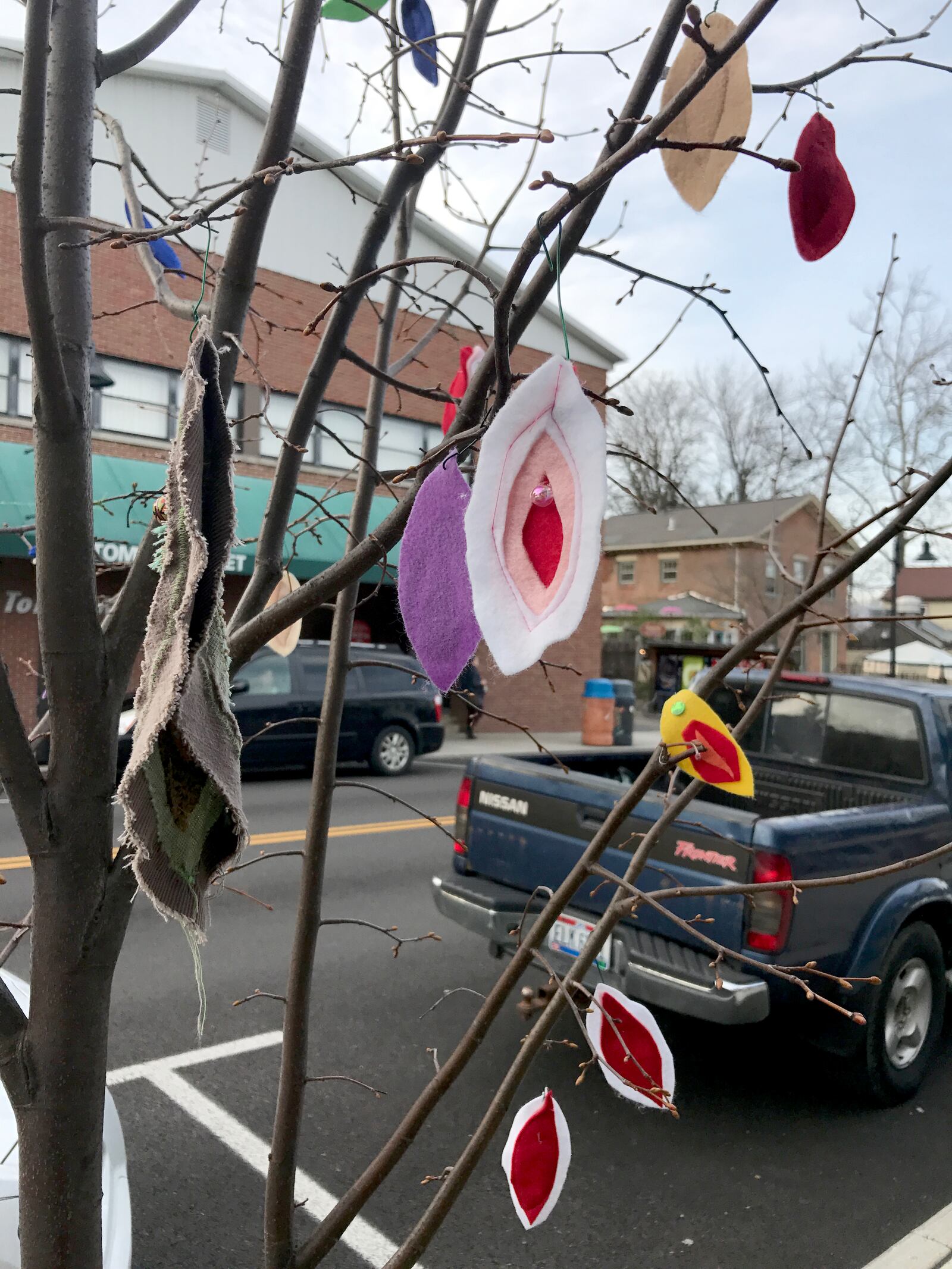 A vagina bearing tree has popped up in the center of Yellow Springs. Photo: Amelia Robinson