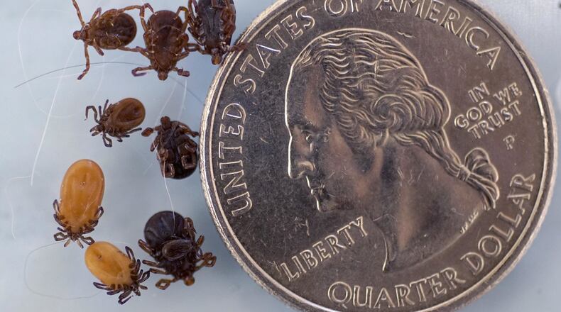 Lyme disease is one of the diseases that ticks can carry. BEN GARVER/THE BERKSHIRE EAGLE VIA AP