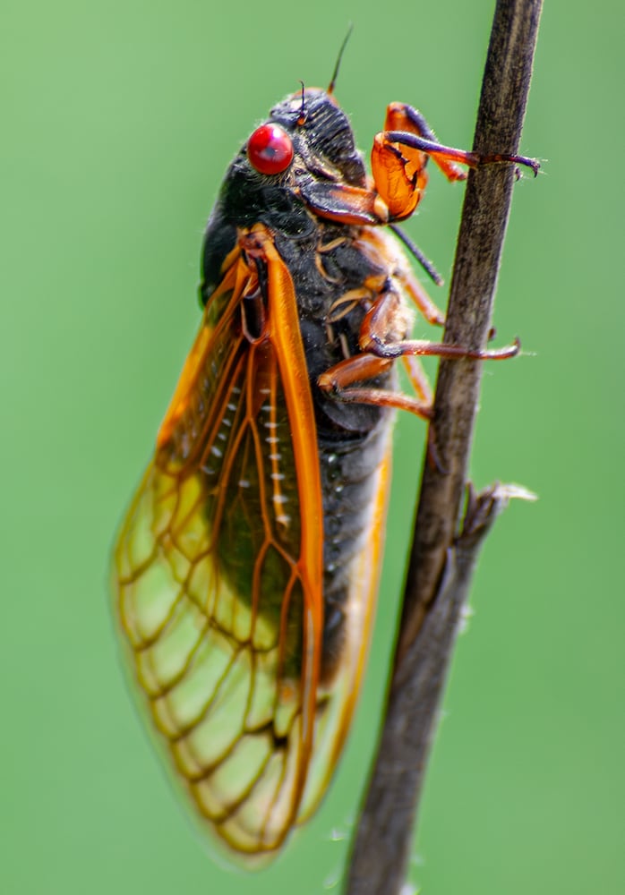Cicadas Morris Reserve 060625 DDN