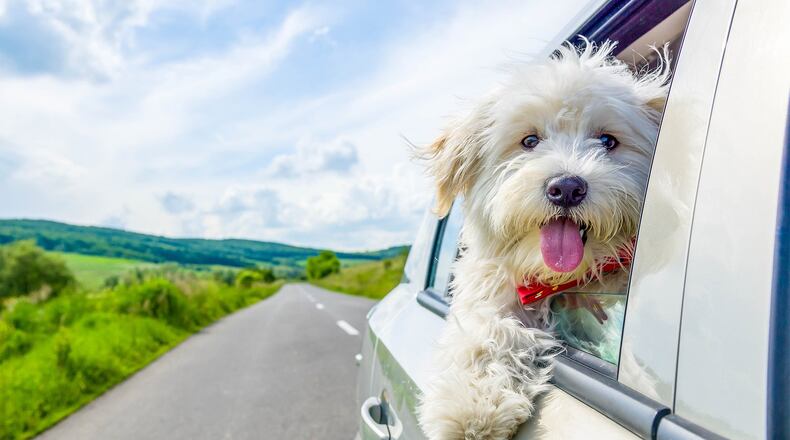 A dog moving freely in a car can be dangerous for the driver, passengers, other motorists and the pet. Metro News Service photo