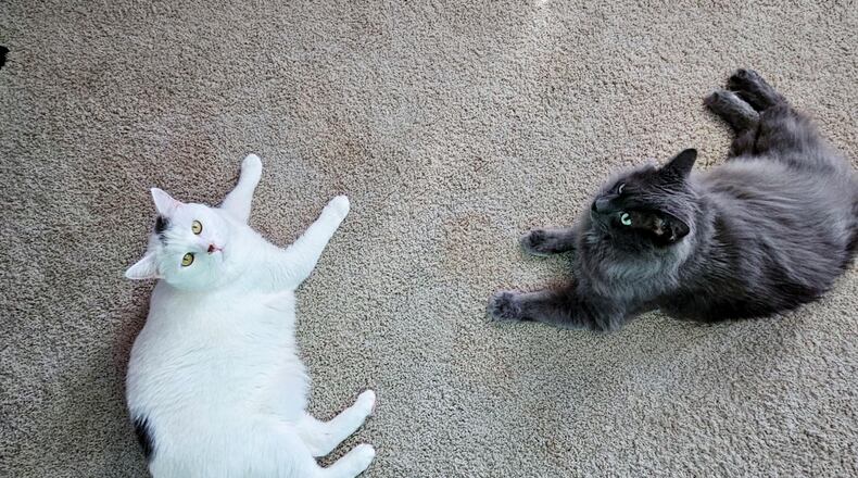 Allesiter, the white cat, and Grayson, the gray cat, call a temporary truce. CONTRIBUTED