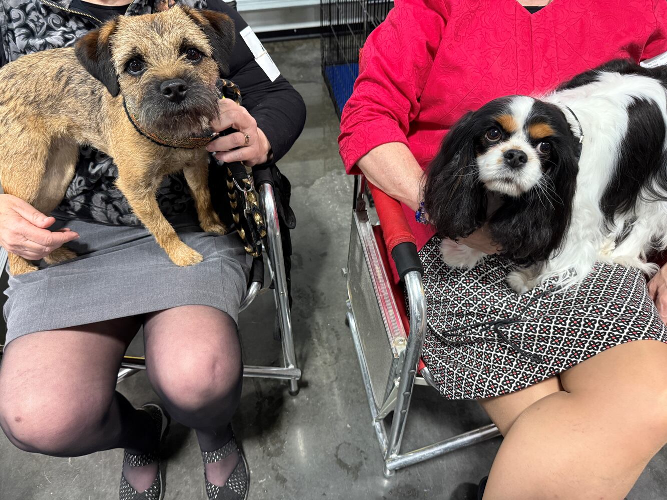 Fort St. Clair Kennel Club Dog Show