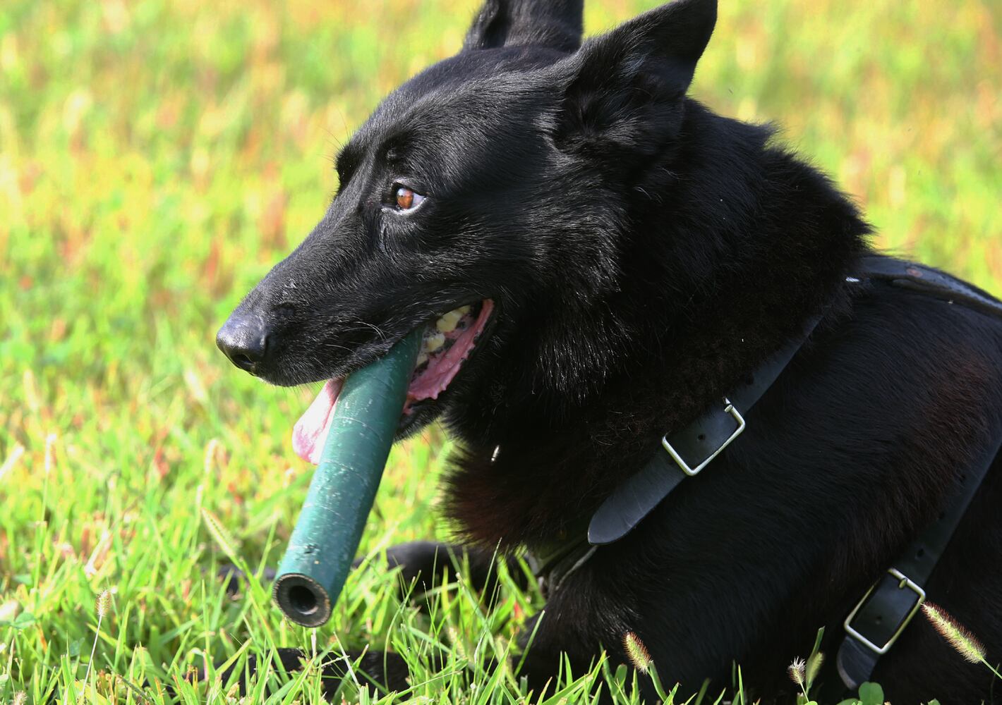 News hounds (8/6/15)