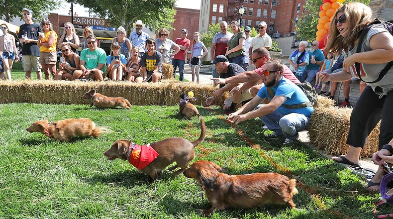 A crowd came out to cheer for their favorite dachshund Saturday during the 2023 Champion City Wiener Dog Races at National Road Commons Park in Springfield. The event, held as part of Mustardfest, featured 27 dogs competing for the title of fastest weiner in Clark County. BILL LACKEY/STAFF
