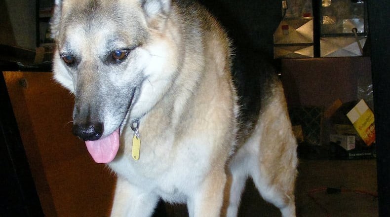 Allie at 8 years still enjoys the treadmill trick. Allie is the dog of Ben and Christy Humphrys of Sugarcreek Twp. BEN HUMPHRYS/CONTRIBUTED