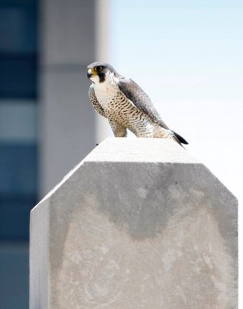 Peregrine Falcoln chicks get leg bands