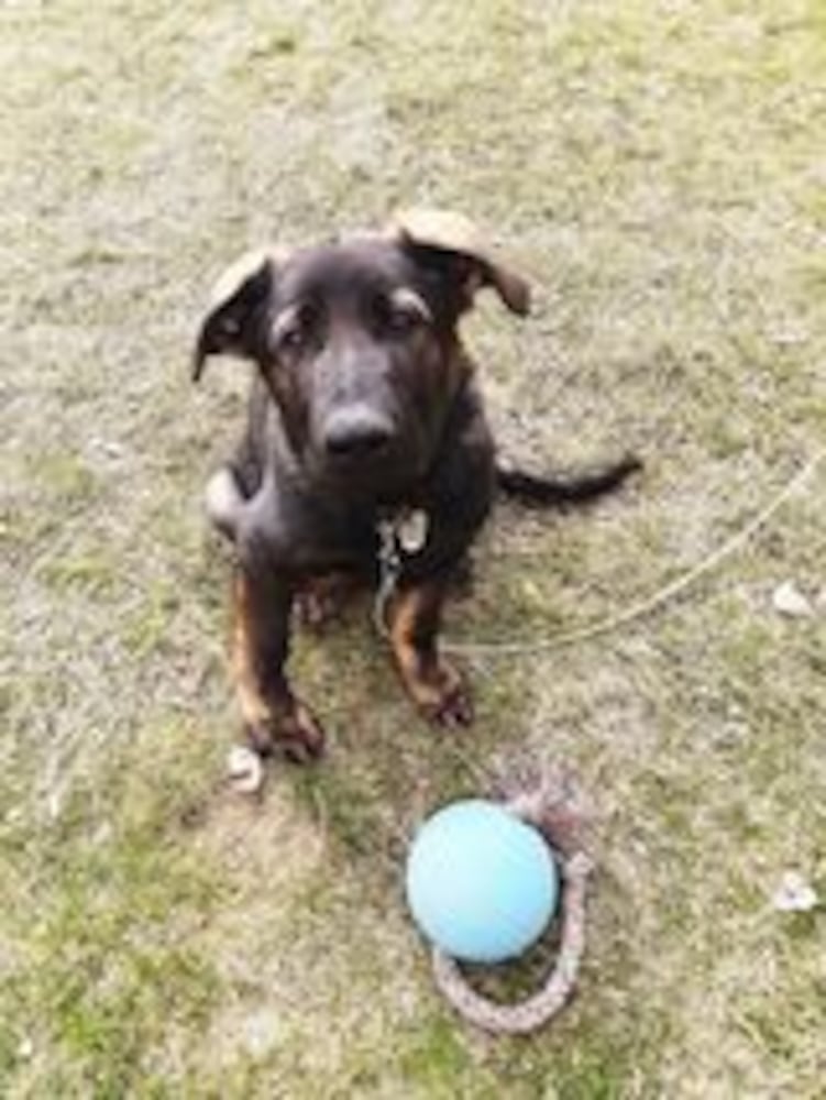 Puppy Day pictures