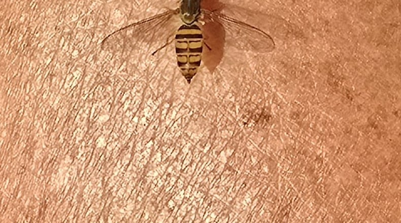 A sweat bee has two wings and has a black and yellow abdomen. They do not bite or sting.