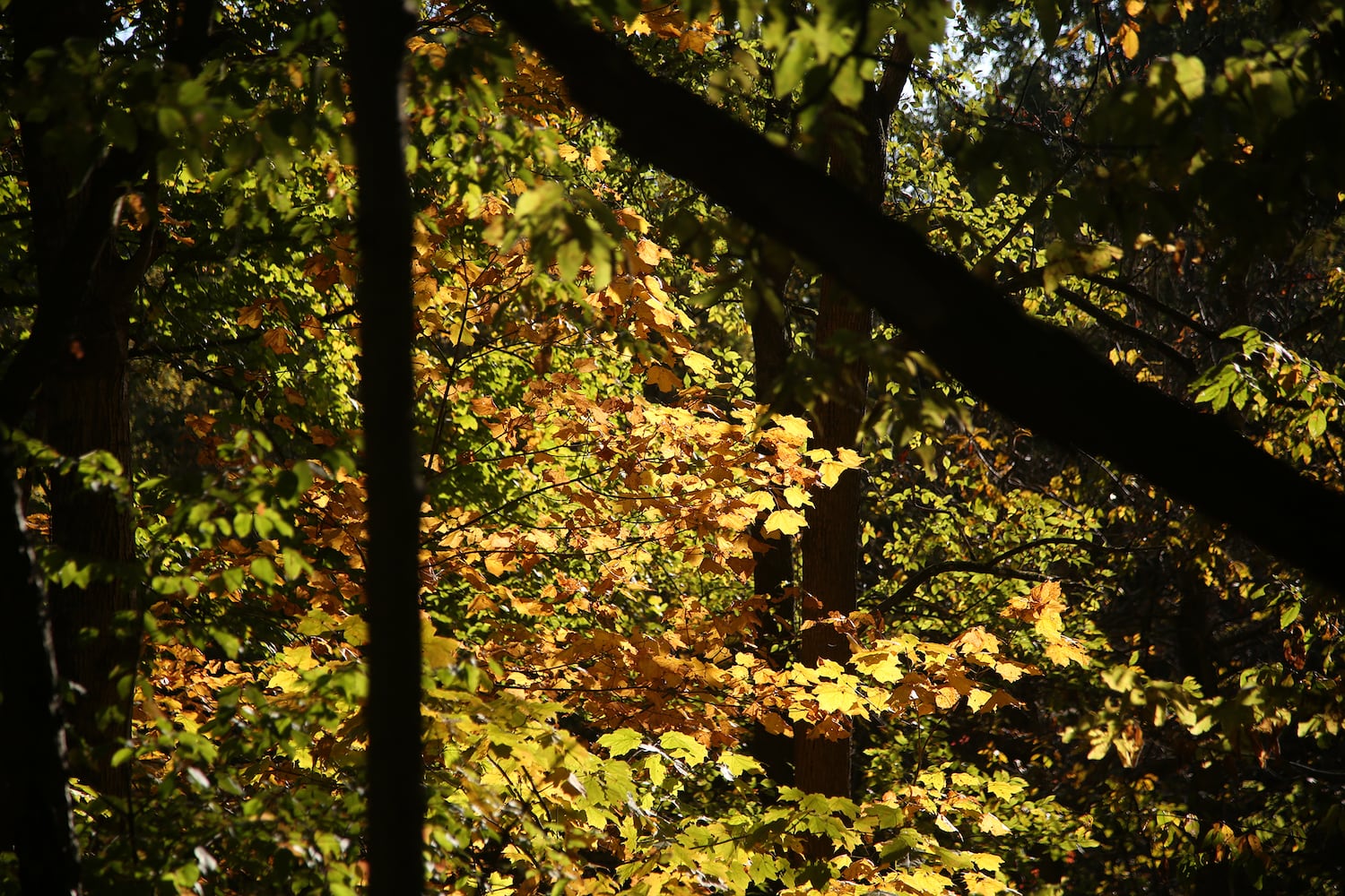 PHOTOS: New hiking trails at Germantown MetroPark explore a landscape of beauty