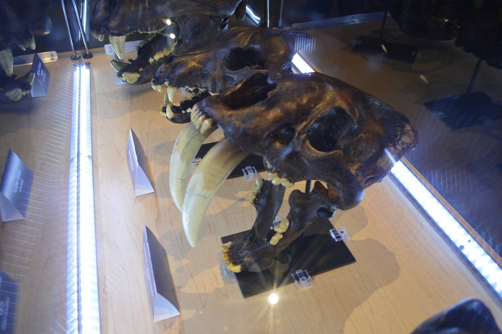 “The Age of Mammals” exhibit at the Boonshoft museum includes fossil skulls and skeletons. SUBMITTED PHOTO BY KRISTY CREEL