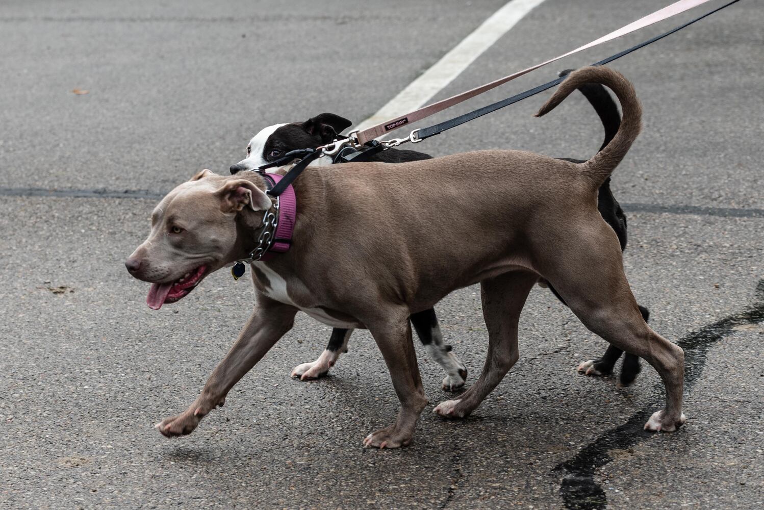 PHOTOS: Did we spot you at the Furry Skurry 5K at Stubbs Park in Centerville?