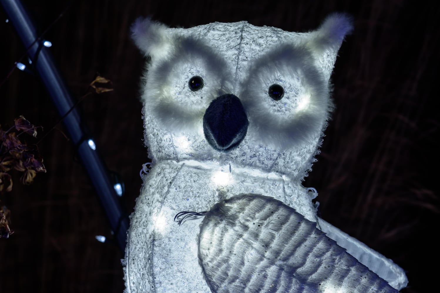 PHOTOS: Christmas Light Spectacular at Cedar Springs Pavilion