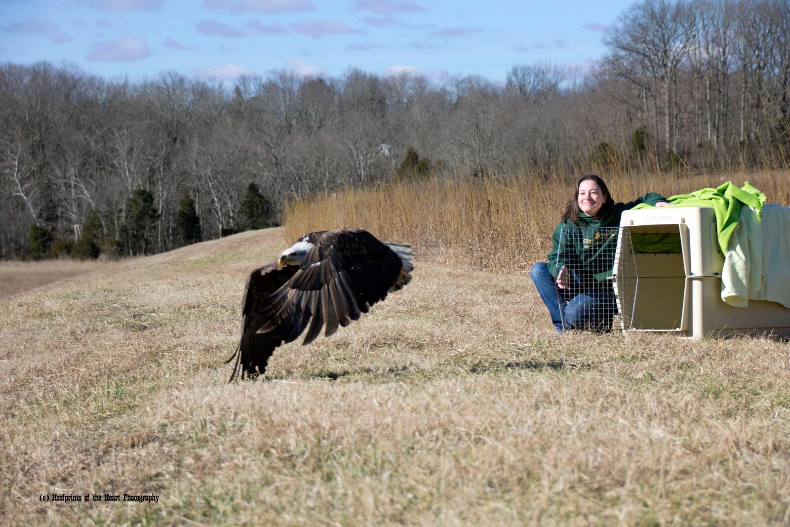 Nearly 200 birds from the Dayton area are brought into the Glen Helen Raptor Center rehab clinic every year. About 50 percent of those rescues are successfully released back into their habitats.