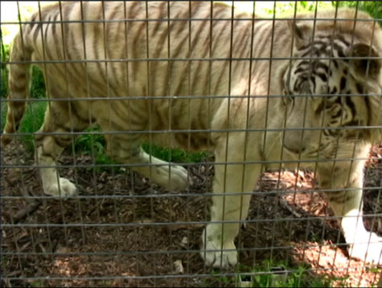 Heaven's Corner Zoo