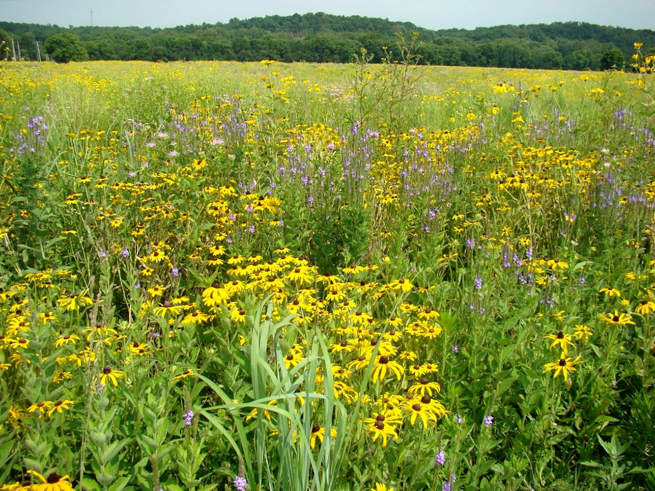 Rare prairie super bloom