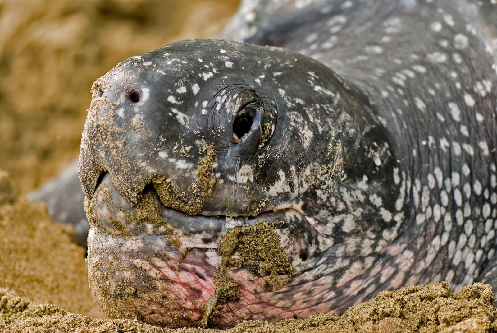 This photo provided by the Oceanic Society shows a leatherback turtle in Trinidad in 2007. (Roderic Mast/Oceanic Society via AP)