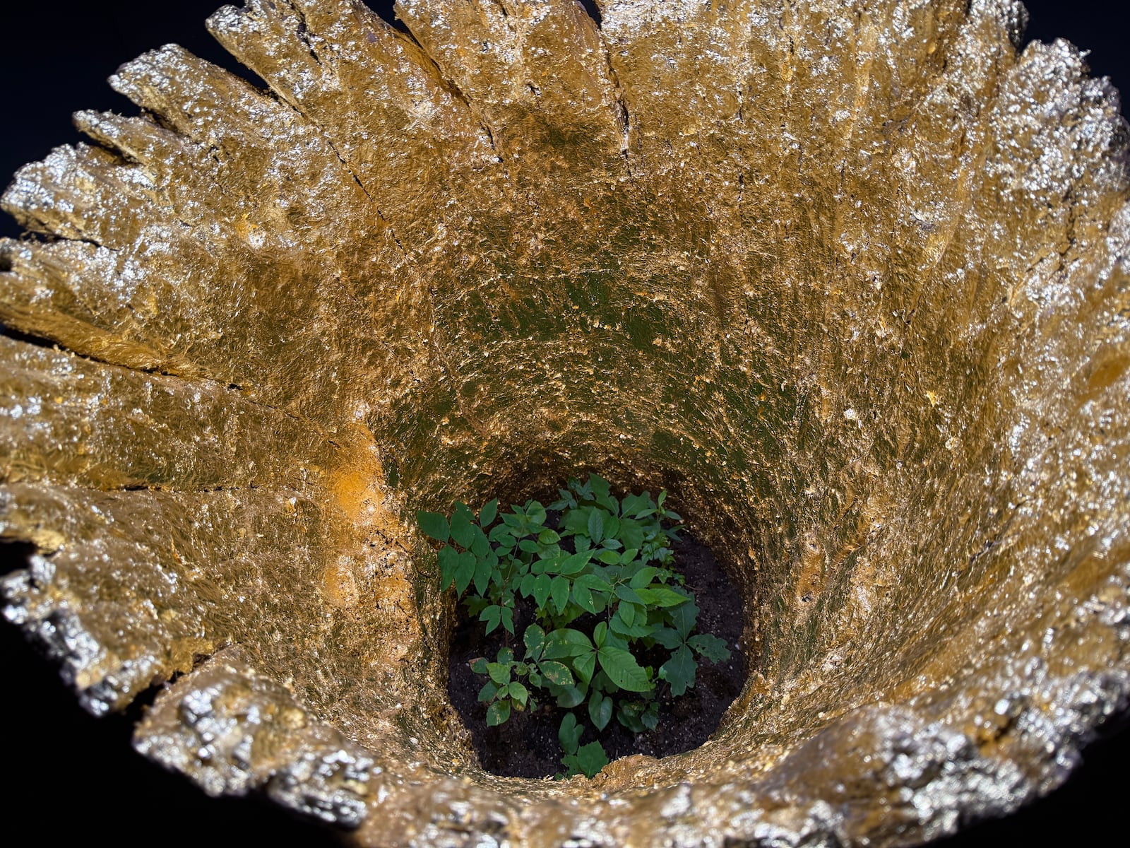 Clive Moloney, 'Gilded Nest', 2025, Unknown tree, goldleaf, grow light, seedlings, 49x23 in. The sculpture takes on the worship status of an idol. HANNAH KASPER/CONTRIBUTED
