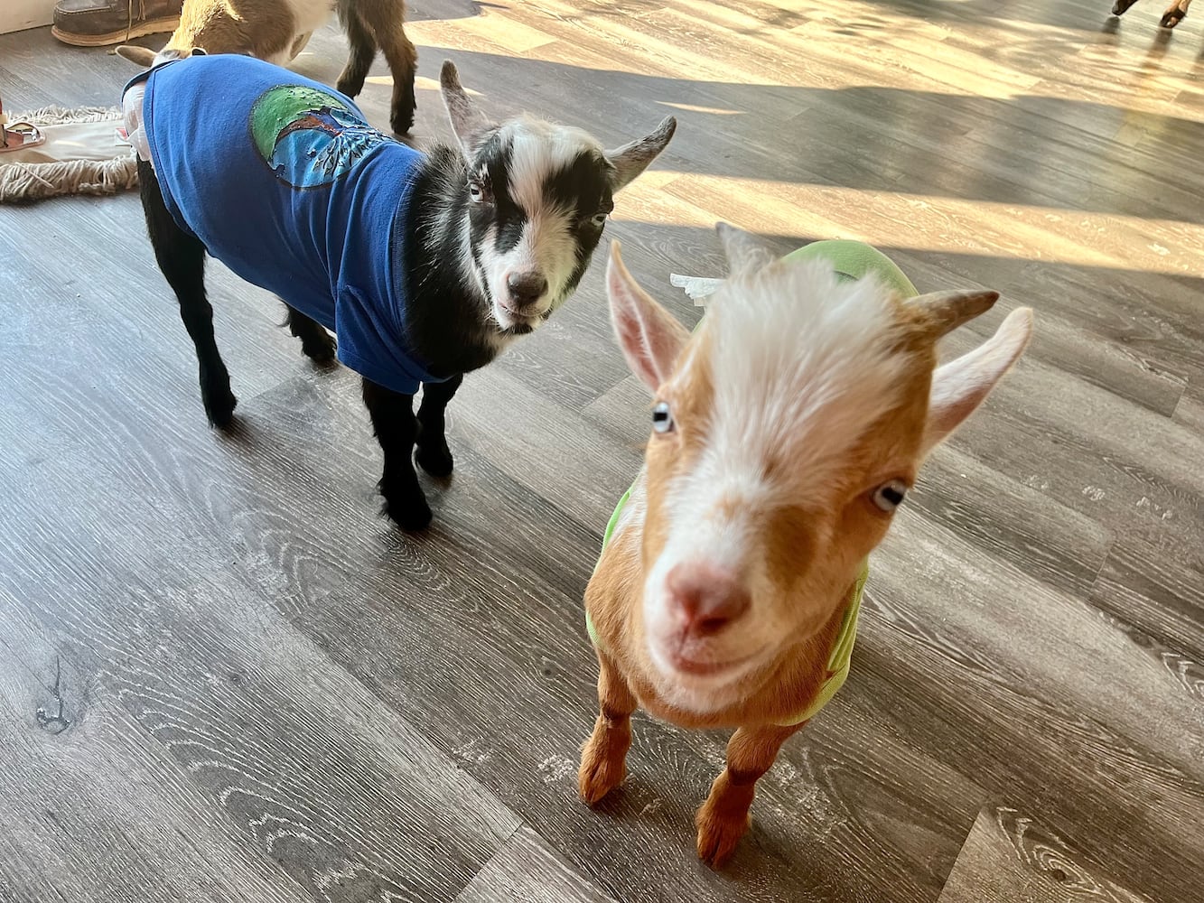 GoatCountry