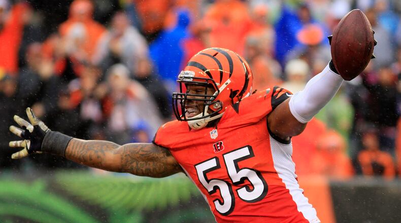 Cincinnati Bengals outside linebacker Vontaze Burfict celebrates after the Bengals sacked Cleveland Browns quarterback Jason Campbell in the second half of an NFL football game, Sunday, Nov. 17, 2013, in Cincinnati. (AP Photo/Tom Uhlman)