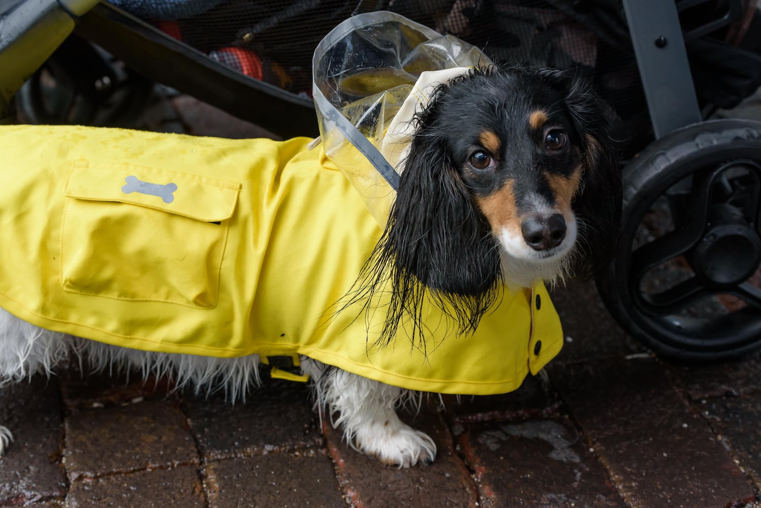 PHOTOS: 2025 Derby Day wiener dog races in the Oregon District