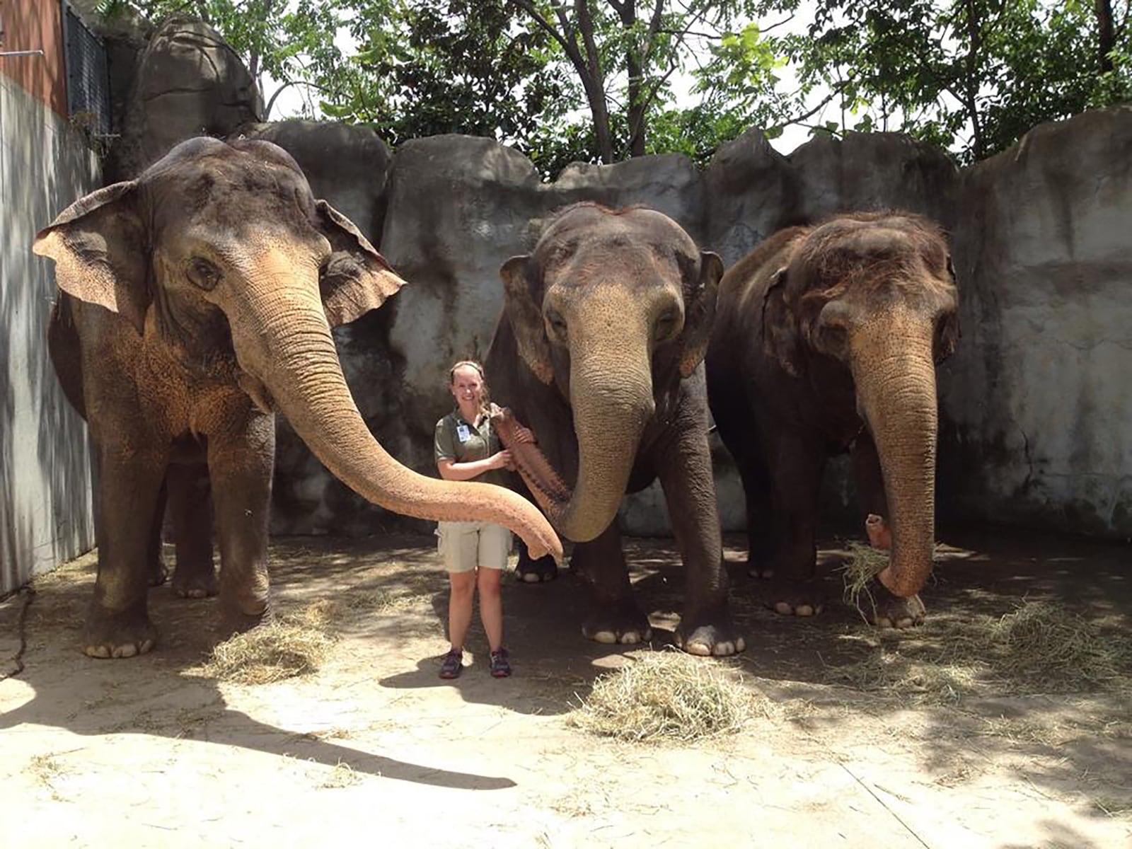 Briana Hartigan as an intern at the Cincinnati Zoo and Botanical Gardens in 2014. She is shown with the zoo's female elephants Mai Thai, Schottzie and Jati. CONTRIBUTED