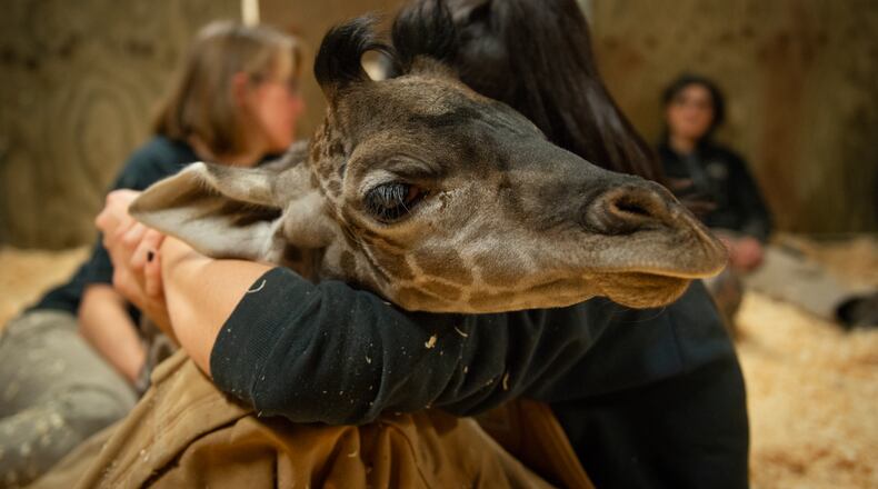 Ubumwe, a female Masai giraffe calf born Oct. 30, died Saturday morning. PHOTO BY GRAHM S. JONES, Columbus Zoo and Aquarium