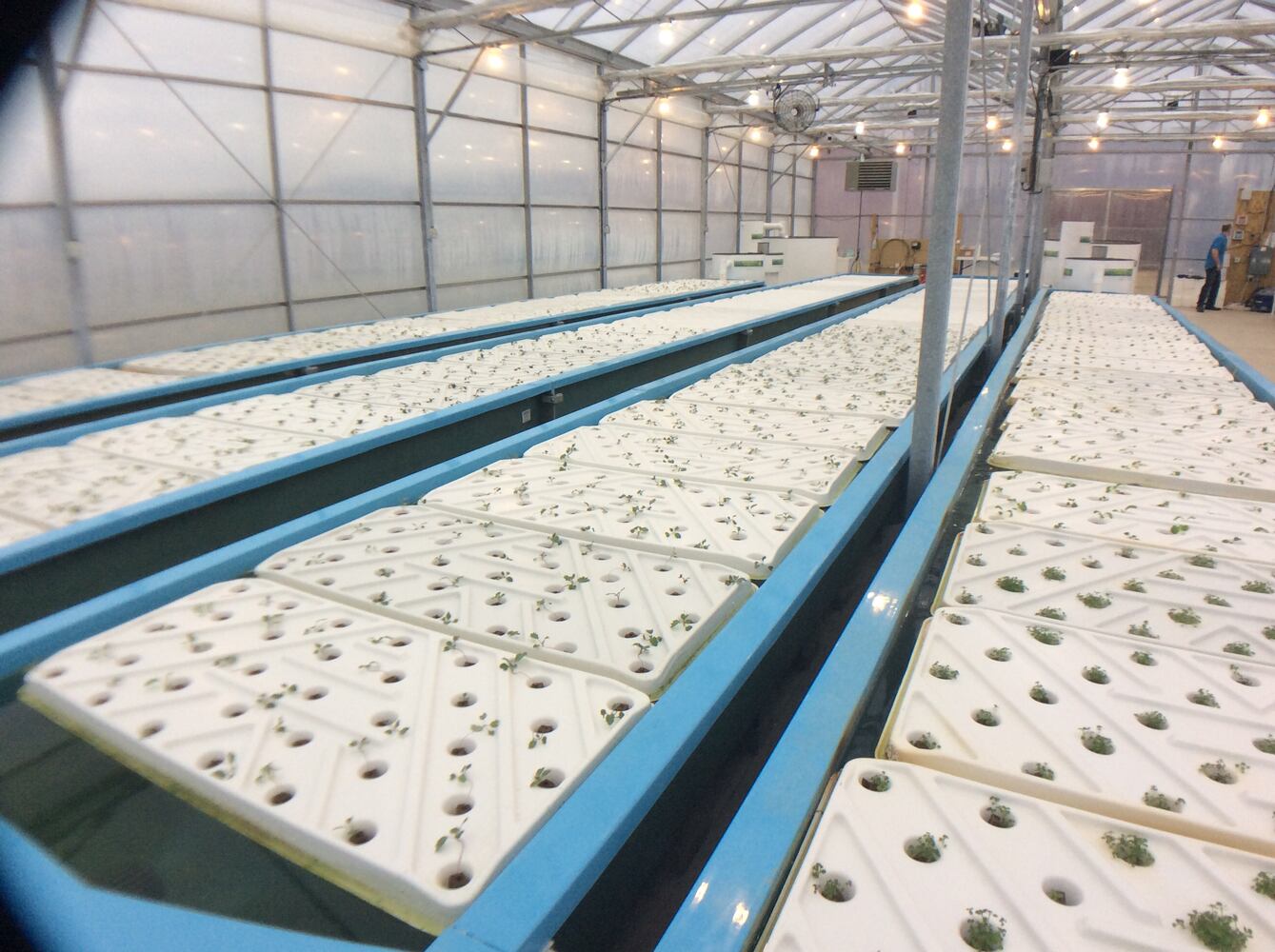 Oasis Aqua Farm