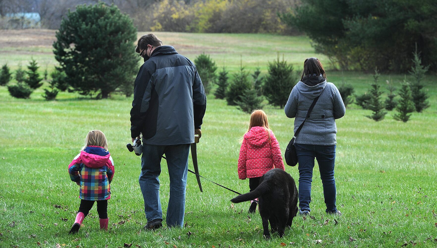 Christmas tree farm