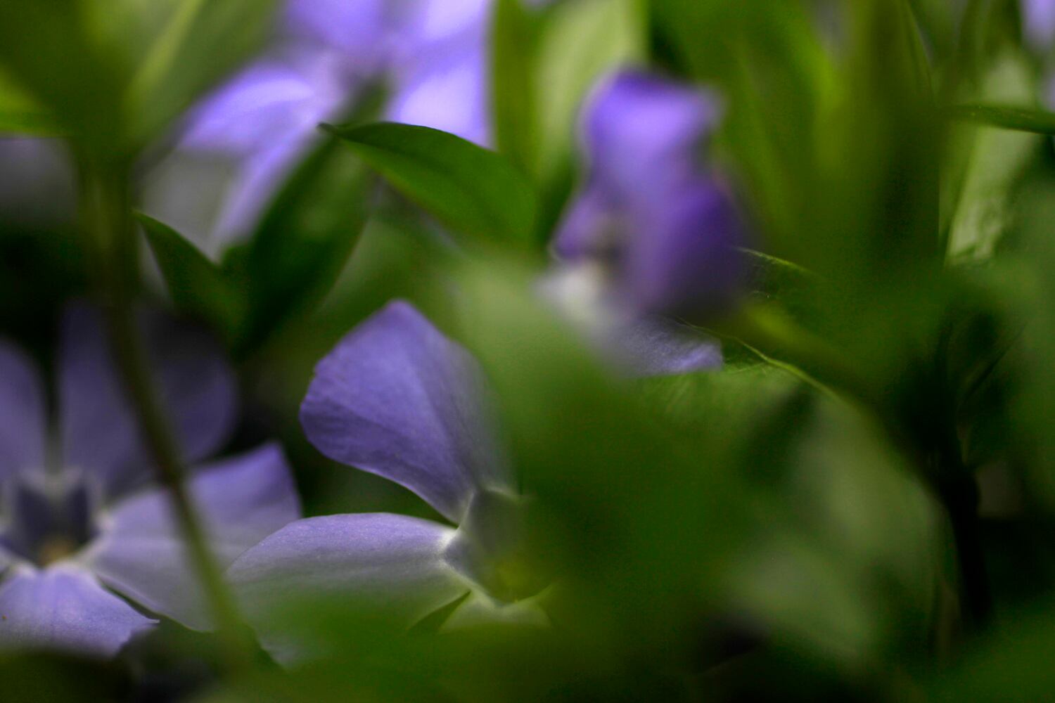 PHOTOS: Wegerzyn Gardens blooms in a brilliant display