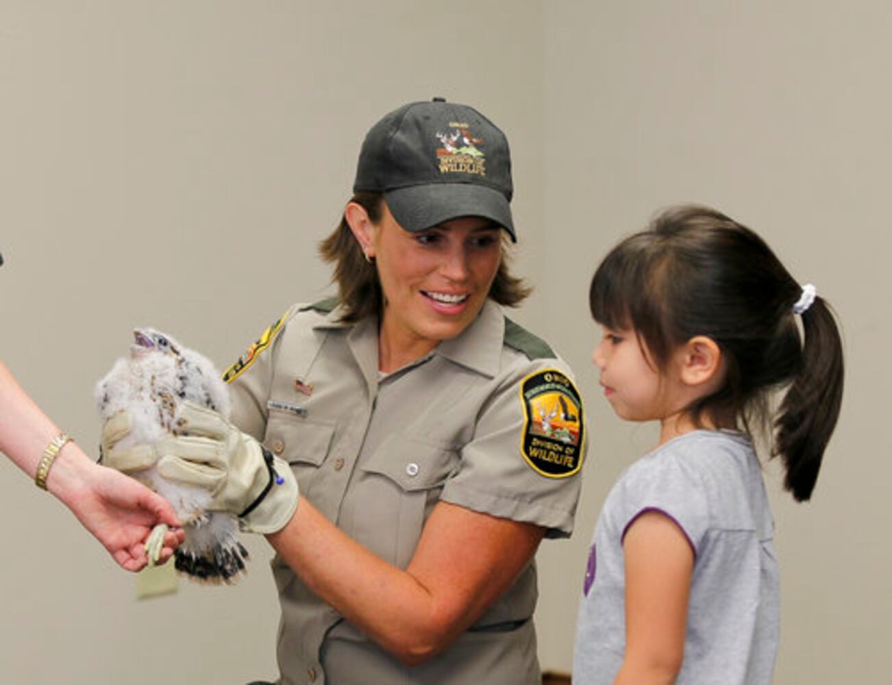 Peregrine falcons banded