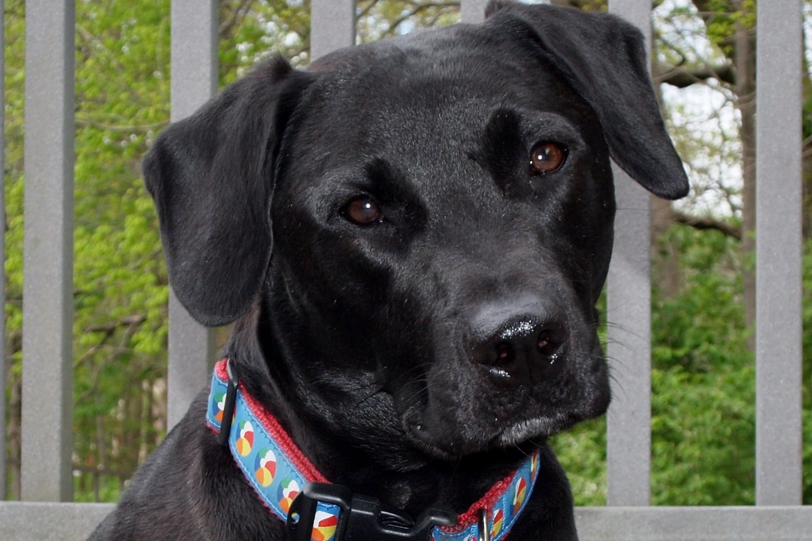 Teddy the not-so-famous Lab. KARIN SPICER/CONTRIBUTED