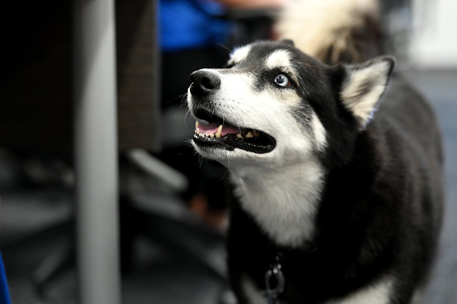 Hamilton City Schools therapy dog