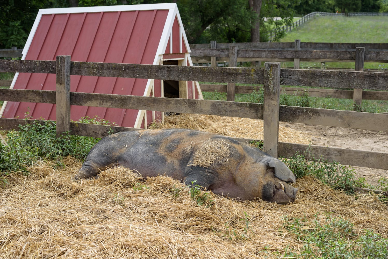 PHOTOS: 2025 Small Farm & Food Fest at Carriage Hill MetroPark