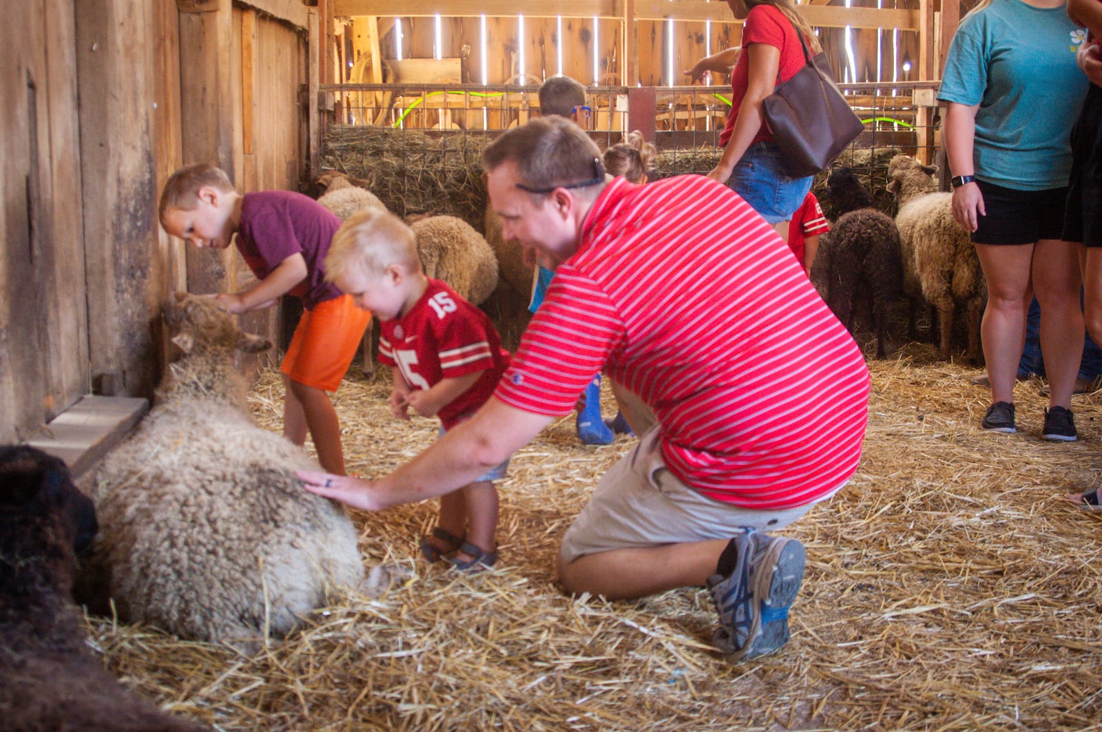 Families enjoy petting sheep at Learning Tree Farm's Autumn Fest. CONTRIBUTED
